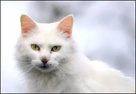 Tornade Blanche a-t-il un apprenti ?