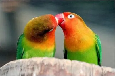 Quel est le titre de la chanson de Pierre Perret racontant les pripties d'une saison turbulente ?