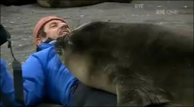 Pas d'oreilles apparentes, il s'agit donc ...