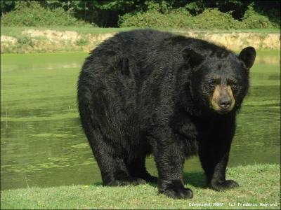 Où vit l'ours noir ?