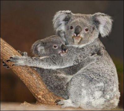 À quel âge le bébé koala commence-t-il à ouvrir les yeux et à regarder hors de la poche de sa mère ?