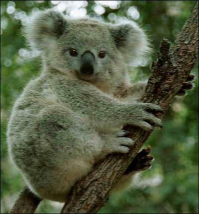 Que mange le koala ?