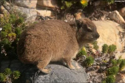 Le daman est un rongeur vivant en Afrique qui serait apparenté avec l'éléphant :