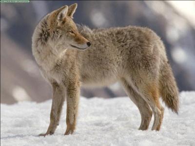 Quel comportement est juste concernant le coyote ?