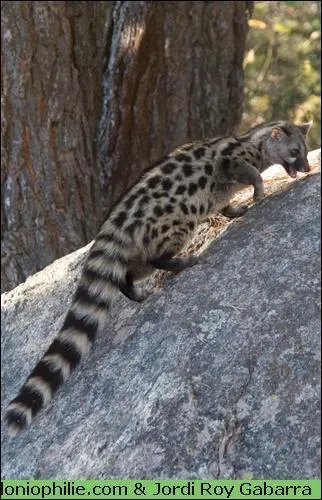 Quel est ce petit carnivore qui se cache souvent dans les arbres ?