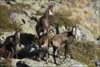 Quel est le nom du petit du chamois àgé de un à deux ans ?