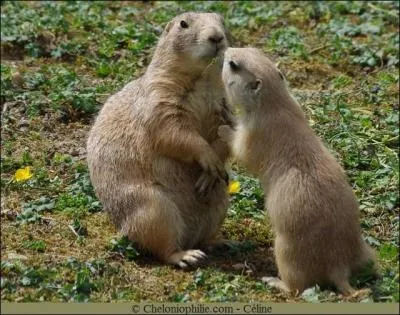 Quel est le nom de ce rongeur dont le cri très aigü ressemble à un aboiement ?