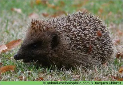 Malgré ses piquants, si le hérisson se fait piquer par une vipère, il meurt instantanément :