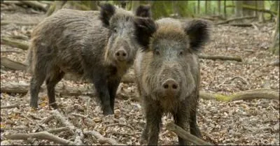 Si le sanglier n'était pas l'objet de la chasse, quelle serait son espérance de vie ?