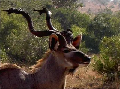 Quel est cet animal vivant en Afrique ?