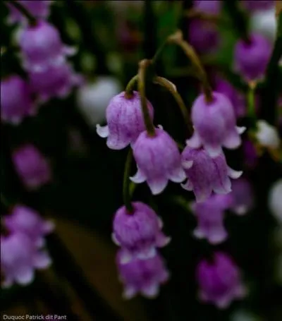 Qui, aprs ce dernier/ cette dernire, reprendra le poste ? C'est d'ailleurs cette personne qui occupe cette place au dbut du manga.