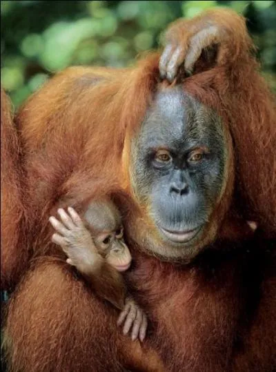 Dans quelle rgion du globe trouve-t-on des orangs-outangs ?