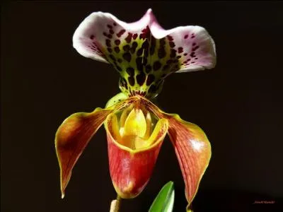 Comment appelle-t-on cette sublime orchide, espce protge ?