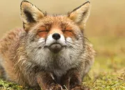Quiz Les animaux nous font la gueule