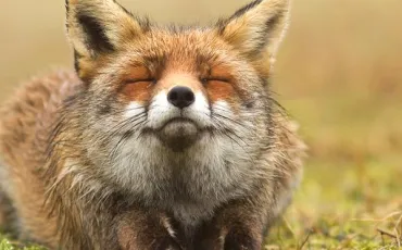 Quiz Animaux