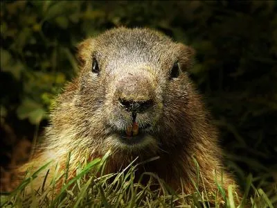 Vous pouvez dormir comme cet animal !