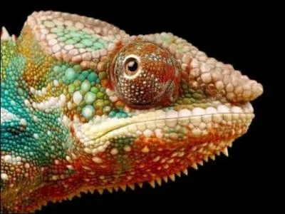 Avec lui, sur ce site, vous en voyez de toutes les couleurs !