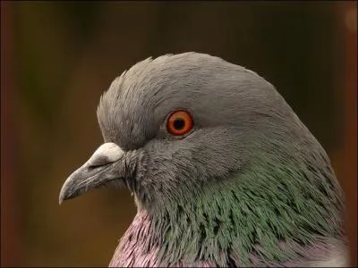 En Europe, on l'aperoit de plus en plus dans les jardins et dans les villes !