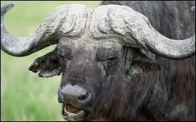 Il a une rputation pas commode en Afrique !