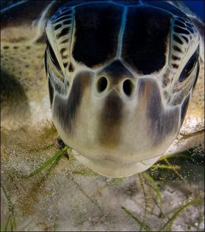 Ne faites pas la gueule, trouvez simplement le nom de cet animal !