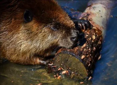 C'est un gros rongeur qui apprcie particulirement le climat tempr, voire trs froid, sa queue fait penser  une raquette !