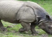 Quiz Le rhinocros de Java