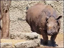 Quel est son poids ?