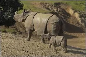 Combien a-t-il de cornes ?