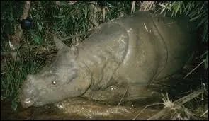 Est-ce l'un des plus rares mammifres au monde ?