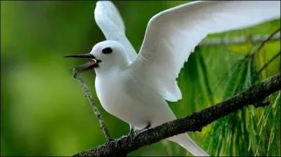 Quel est cet oiseau marin prsent dans toutes les rgions tropicales, dont l'lgance enigmatique lui vaut un attention particulire ?