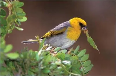 De la famille des passereaux, il vit exclusivement sur l'le Hawa. Son espce est en danger d'extinction  cause de la dforestation. Qui est-il ?