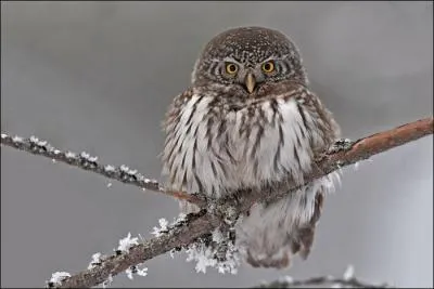 C'est un des plus petits rapaces nocturnes. Protg depuis 1981 en France, on le rencontre surtout en lisire des forts de montagne. Comment s'appelle-t-il ?