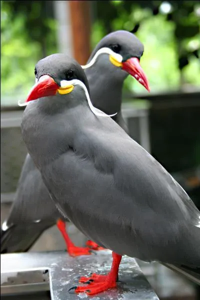 Cet oiseau  l'aspect original vit sur les ctes du Prou et du Chili uniquement au niveau du courant de Humboldt. Il est facilement reconnaissable avec son plumage gris fonc, ses moustaches blanches de part et d'autre de la tte et son bec et ses pattes rouge-orang. C'est...