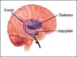 Une petite zone dans le cerveau a une fonction essentielle dans la mmoire, mais quelle est son nom ?