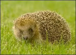 Ds que la temprature descend au-dessous de neuf degrs Celsius un Hrisson se met en hibernation ; mais combien de temps peut-il rester ainsi sans manger ?