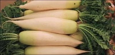 Qu'est-ce que le dakon ?