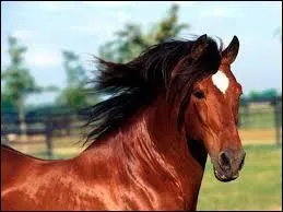 Quel est le nom de cette robe ?