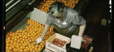 Quel chanteur a crit et chant  Qui a vol l'orange  ?