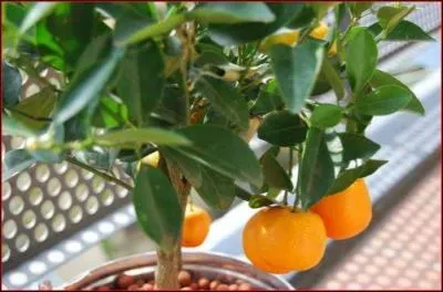  Mon bel oranger  est un livre de Jos Mauro de Vasconcelos, tourn galement en 2012. Quel est le hros du livre ?