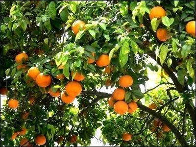 Que fait une orange dans une chanson de Nana Mouskouri ?