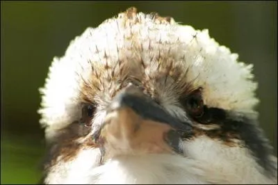 Vous connaissez le martin-pcheur, mais savez-vous qu'il existe aussi le martin-chasseur !