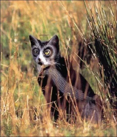 Plus incroyable encore, il existe un chat sauvage d'Indonsie qui ne se nourrit que de champignons, on l'appelle le chat-mallow, en langage indigne !