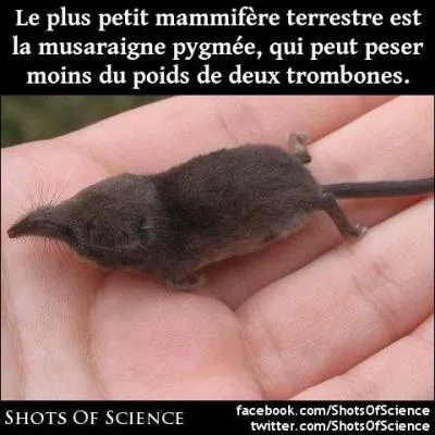 Par contre la musaraigne, elle, est bien un prdateur, toujours affam !