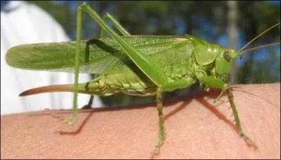 Au moins, avec la grande sauterelle verte, on est tranquille, elle est strictement vgtarienne !