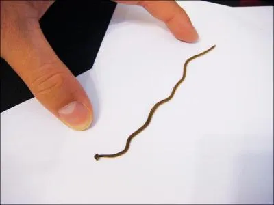 Et l, pensez-vous que je sois un menteur si je vous dis qu'un vulgaire ver, comme celui de la photo, est carnivore !