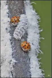 La nouvelle vient de tomber, moquette a disjonct, il prtend qu'une chenille peut dvorer des pucerons !