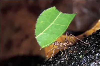 Si on appelle ces fourmis  coupeuses de feuilles , ce n'est pas par hasard, si elles se donnent le mal de les couper, c'est bien pour les manger !