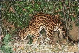 C'est un incroyable grimpeur qui passe sa vie dans les arbres :