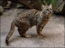 Ce bon nageur est quelquefois surnomm  chat pcheur  mais il se nourrit de rongeurs :