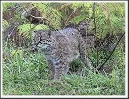C'est le plus petit flin sauvage d'Amrique. Il est trs difficile de l'apercevoir  cause de sa mfiance :